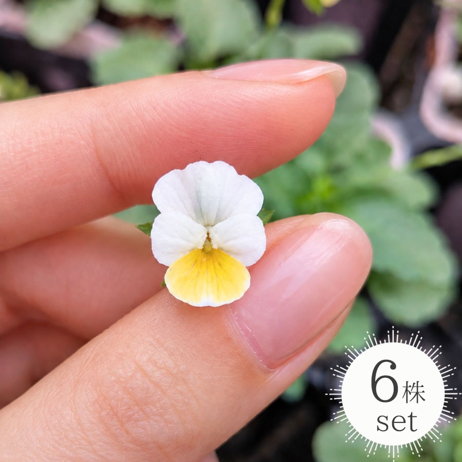 花苗 ナノビオラ（NANO VIOLA） / 2.5寸ロングポット【6株セット】