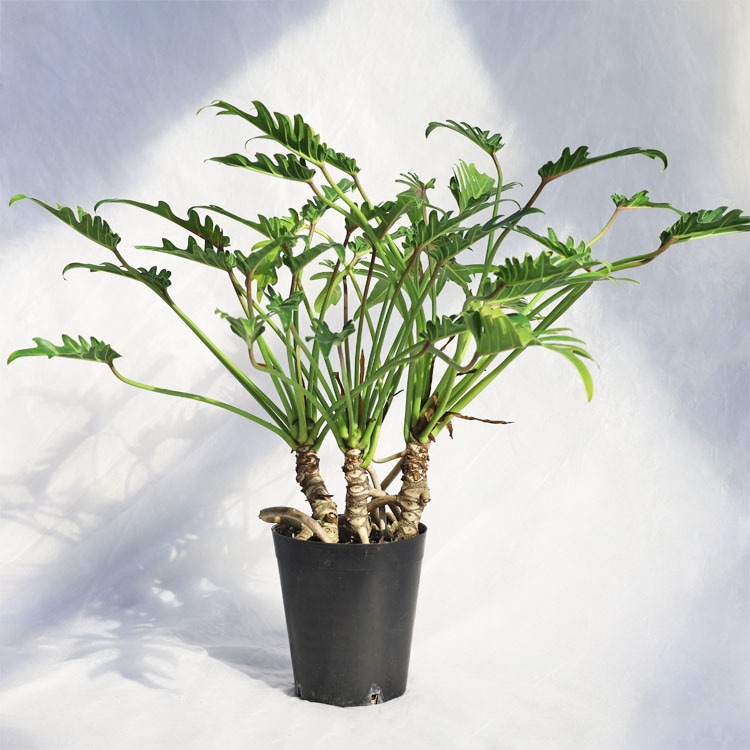 観葉植物 フィカス・ティネケ（斑入り）曲げ / 7寸・約W40cm×H100cm