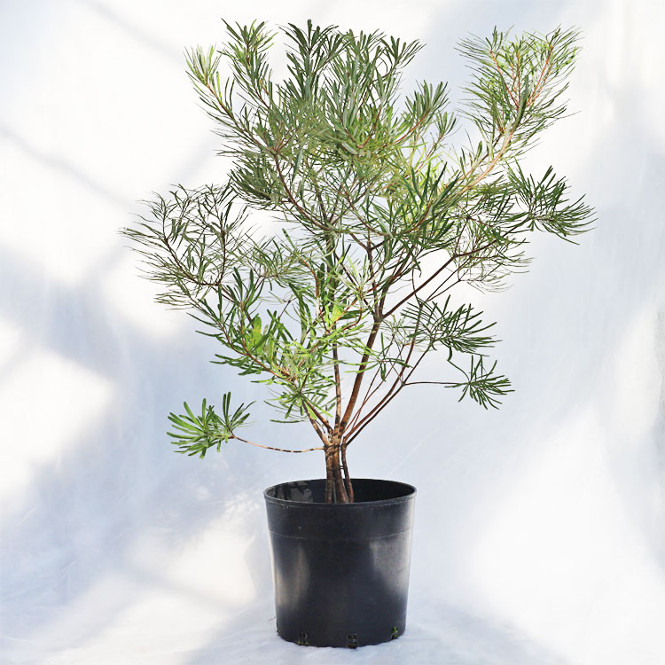 庭木・植木 ピセア・プンゲンスポプシー（コロラドトウヒ