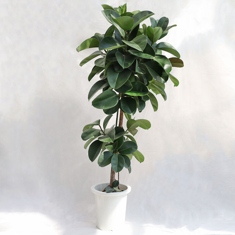 観葉植物 大型 シュロチク（棕櫚竹） / 10寸・約W110×H150～170cm