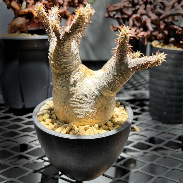 塊根植物【一点物】パキポディウム・グラキリス / 幹幅約6cm×高さ17cm