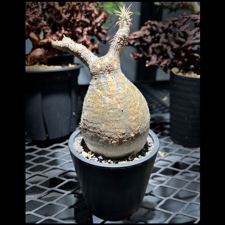 塊根植物【一点物】パキポディウム・グラキリス / 幹幅約6cm×高さ17cm