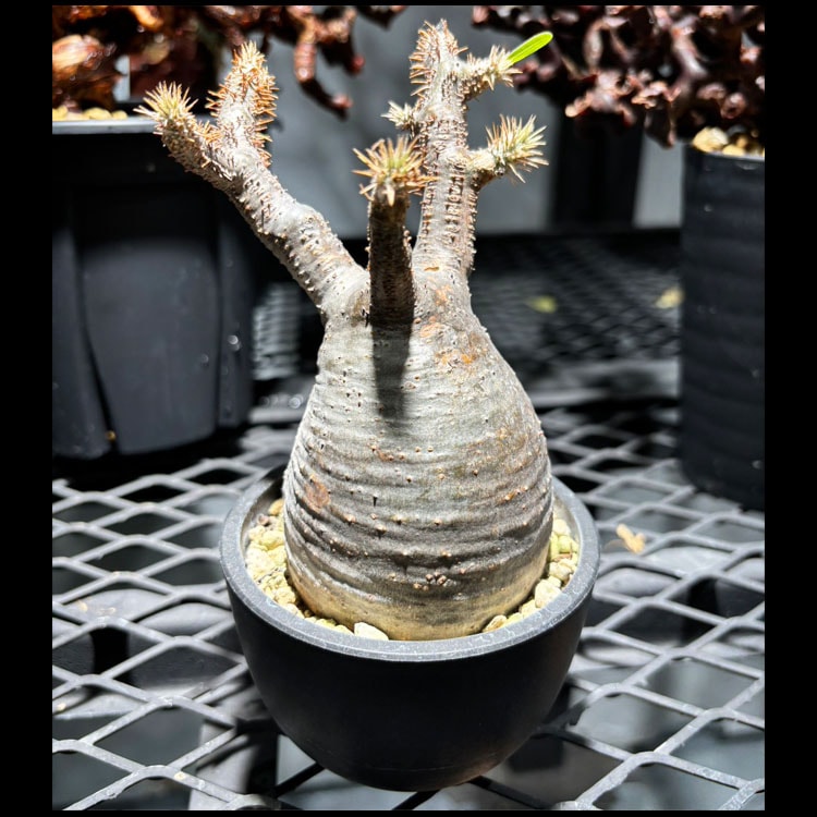 塊根植物【一点物】パキポディウム・グラキリス / 幹幅約6cm×高さ17cm