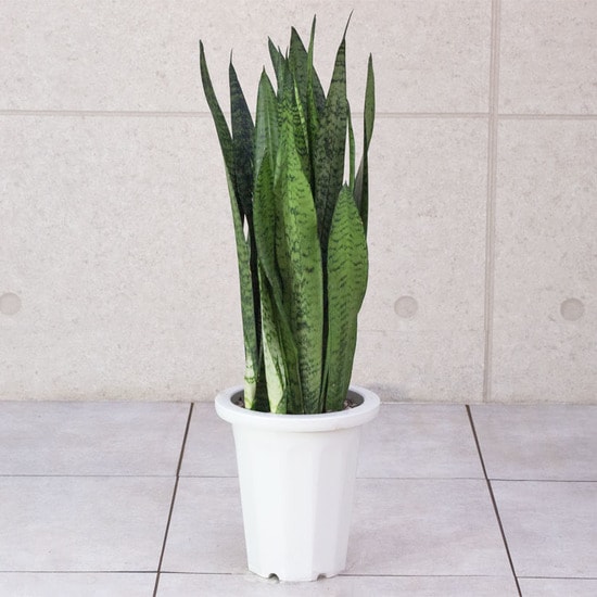 観葉植物 モンステラ（根上がり仕立て） / 7寸・約W 80cm×H90cm