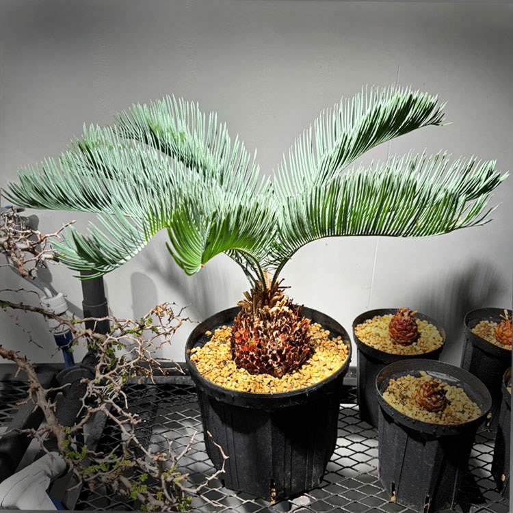 観葉植物【一点物】サイカス・カイルンシアナ / W約50cm×H70cm【送料無料】