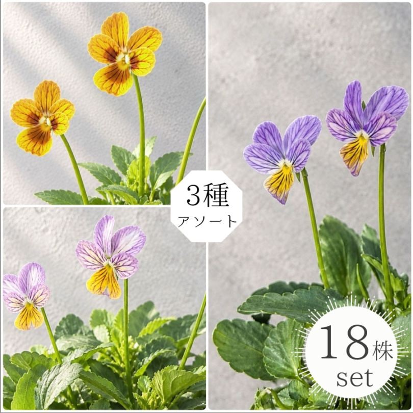 花苗 ビオラ（A-STORY VIOLA）みつばちの羽音 3色アソート（ブルービー