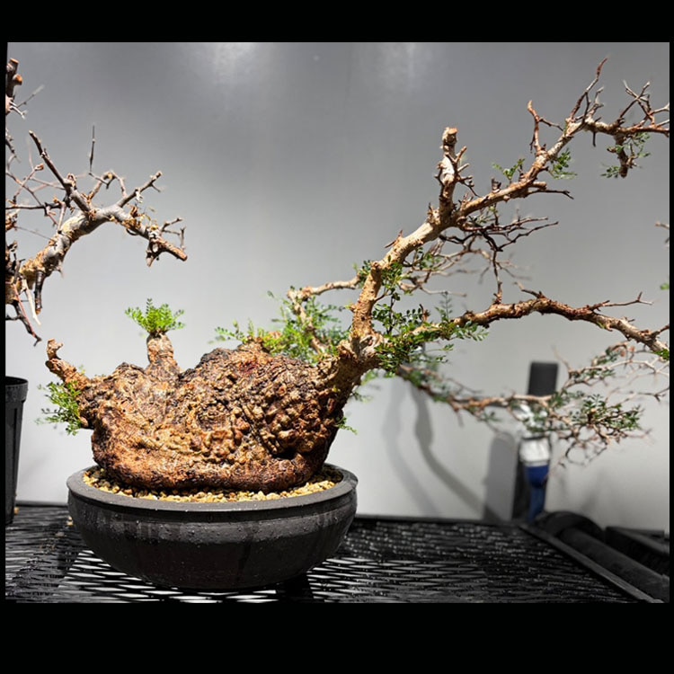 塊根植物【一点物】ユーフォルビア・ムランジーナ / 幹幅約13cm×高さ