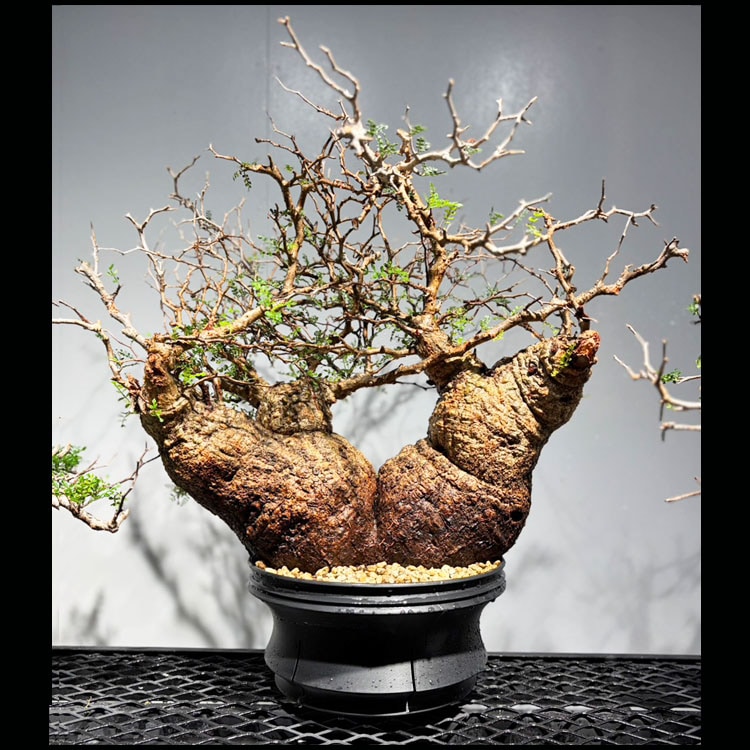 塊根植物【一点物】パキポディウム・グラキリス / 幹幅約11cm×高さ27cm