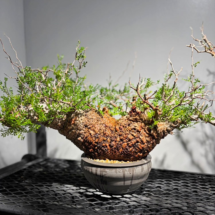 塊根植物【一点物】パキポディウム・グラキリス / 幹幅約11cm×高さ27cm