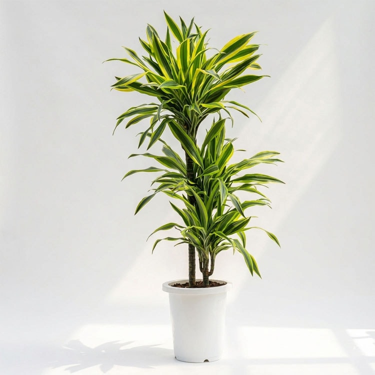 特大❗️棕櫚竹　シュロチク 観葉植物 大型 シュロチク（棕櫚竹） / 10寸・約W110×H150～170cm