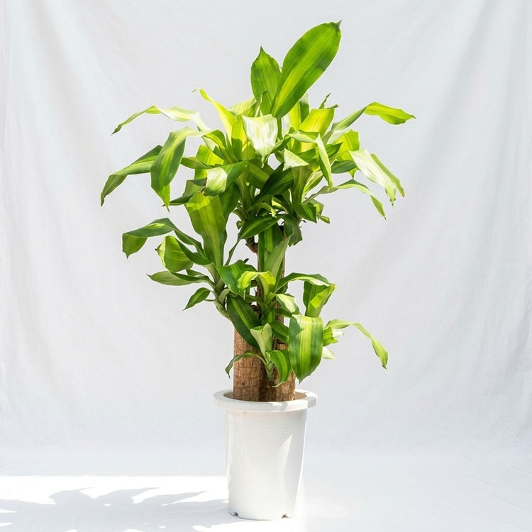 フィカス ティネケ 観葉植物 斑入り 観葉植物 フィカス・ティネケ（斑入り）曲げ / 7寸・約W40cm×H100cm
