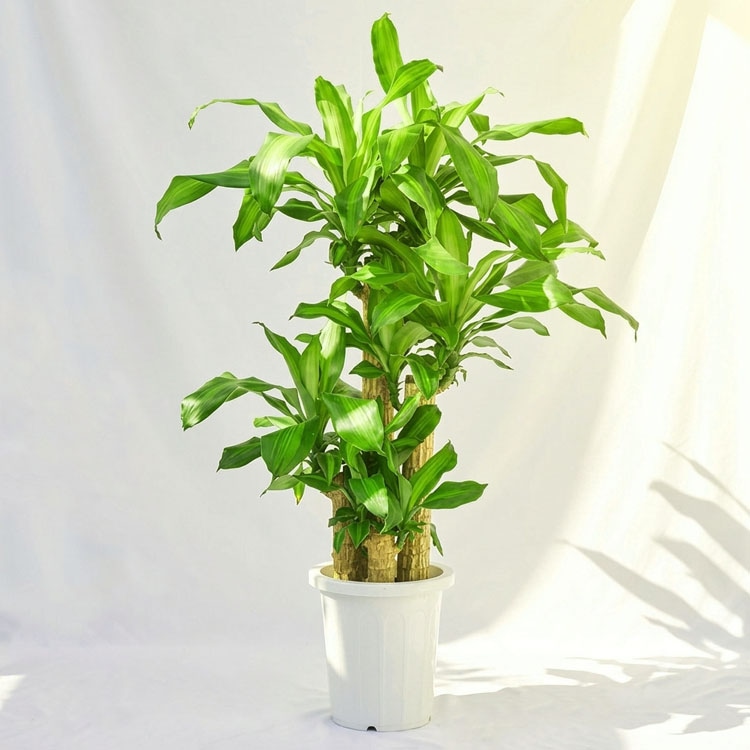 観葉植物 大型 フィカス・エラスティカ・ソフィア / 9寸・約W70cm×H160cm