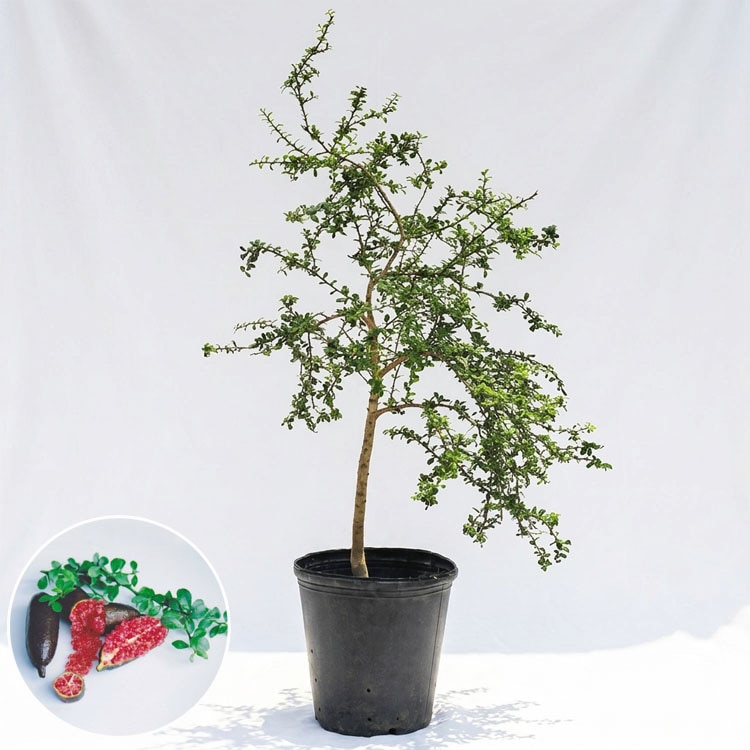 庭木・植木 デザートライム（シトラスキャビア） / 5寸・約H75～95cm