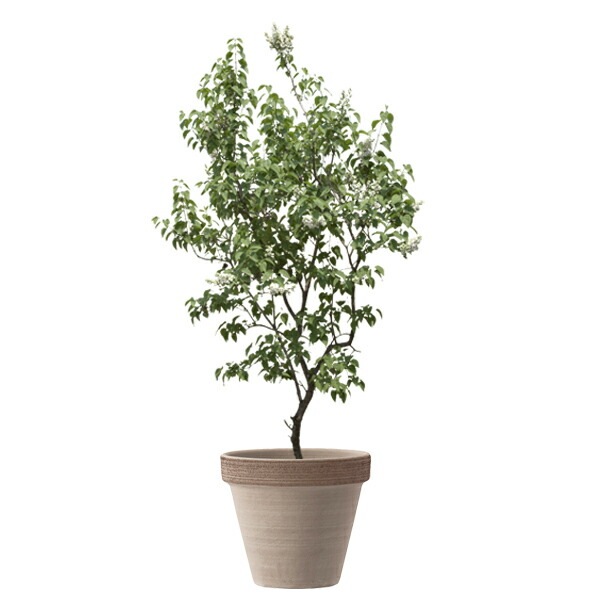 植木鉢 イタリア製 素焼き テラコッタ鉢 スタンダードポット コーヒースクラッチM ブラウン 茶 27cm（9号）【送料E】
