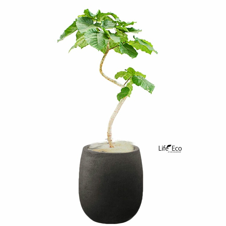 植木鉢 テラコッタ（素焼鉢）カイト バルーン ダークブラック 黒 φ24cm×H28cm（8号 8寸）【送料E】