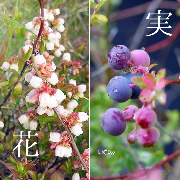 庭木・植木 ネイティブブルーベリー・プリティ / 6寸・約W70cm×H50cm【送料E】