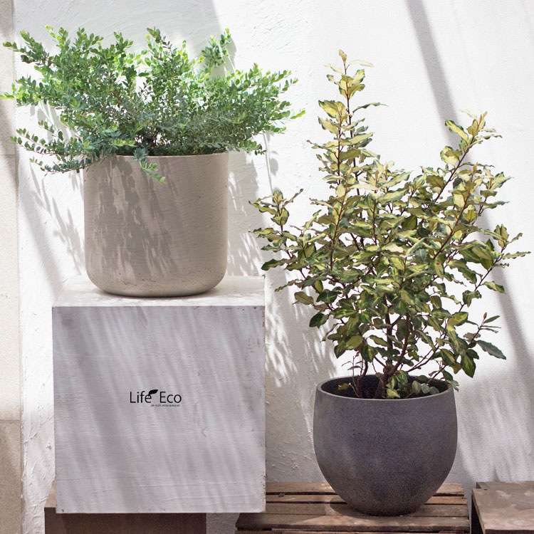 庭木・植木 ネイティブブルーベリー・プリティ / 6寸・約W70cm×H50cm【送料E】