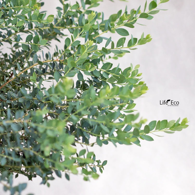 庭木・植木 ネイティブブルーベリー・プリティ / 6寸・約W70cm×H50cm【送料E】