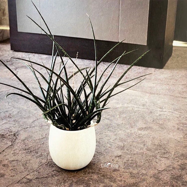 テラニアスバルーン アンティークホワイト 鉢カバー 観葉植物 35cm 植木鉢・鉢カバー 軽量 大型 テラニアス バルーン アンティーク