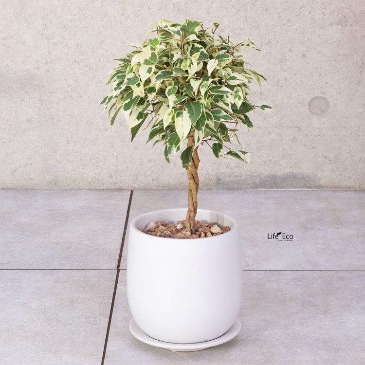 植木鉢 釉薬陶器製 インテリアポット オスト ボール マットホワイト（白） / φ11.5cm×H12cm（4号）受皿付【4個入】【送料D】