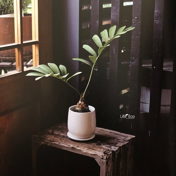 植木鉢 釉薬陶器製 インテリアポット オスト ボール マットホワイト（白） / φ11.5cm×H12cm（4号）受皿付【4個入】【送料D】