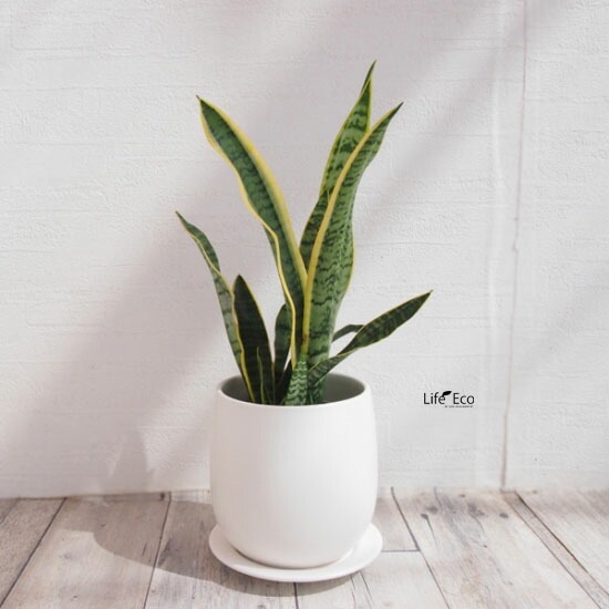 植木鉢 釉薬陶器製 インテリアポット オスト ボール マットホワイト （白）皿付 φ20cm×H20.5cm（7号）【4個入】【送料E】