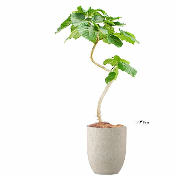 植木鉢 ファイバーセメント製 おしゃれ フォリオ アルトエッグ クリーム（ベージュ）φ43cm×H50cm（14号）【送料F】