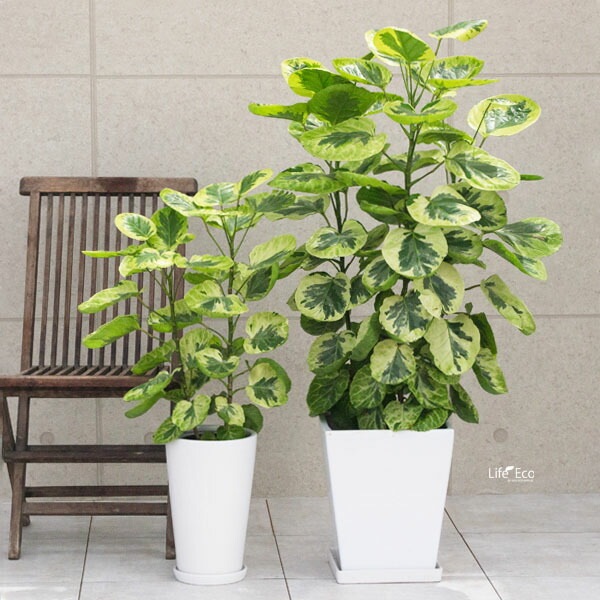 植木鉢 インテリアポット 釉薬陶器製（艶有り・皿付き）SGラウンド ホワイト（白）φ21cm×H34cm（7号）【送料E】