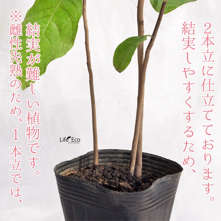 庭木・植木 ポポー（ポーポー） 3年生苗【実生】 2本立 / 4寸・約H30～40cm