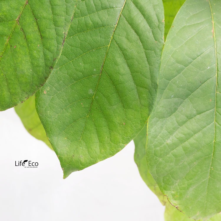 庭木・植木 ポポー（ポーポー） 3年生苗【実生】 2本立 / 4寸・約H30～40cm【送料D】