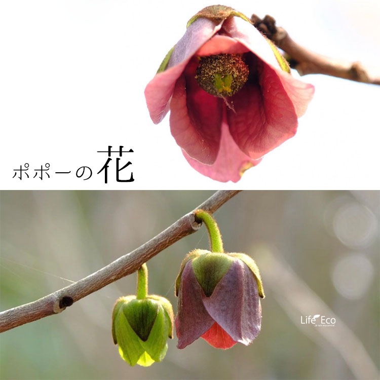 庭木・植木 ポポー（ポーポー） 3年生苗【実生】 2本立 / 4寸・約H30～40cm【送料D】