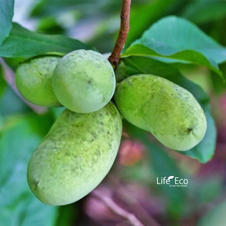 庭木・植木 ポポー（ポーポー） 3年生苗【実生】 2本立 / 4寸・約H30～40cm【送料D】