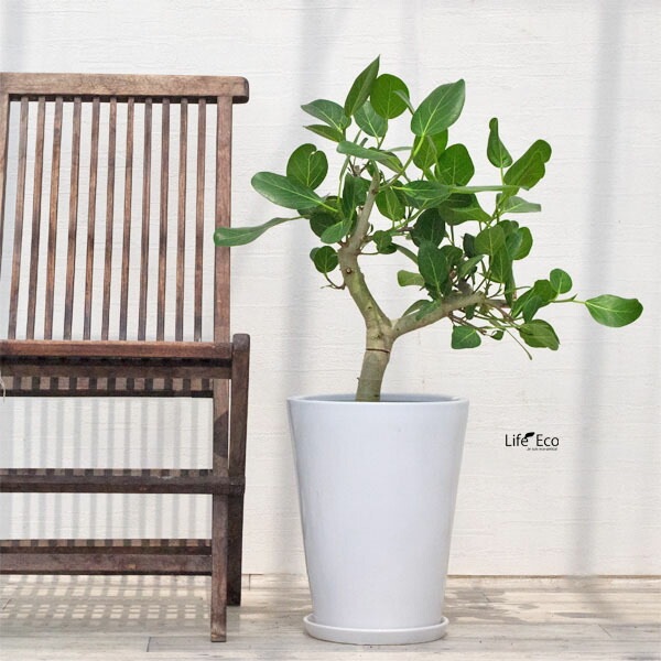 植木鉢 インテリアポット 大型 釉薬陶器製（艶有り・皿付き）SGラウンド ホワイト（白）φ27cm×H36cm（9号）【送料E】