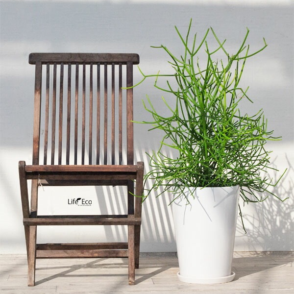 植木鉢 インテリアポット 大型 釉薬陶器製（艶有り・皿付き）SGラウンド ホワイト（白）φ27cm×H36cm（9号）【送料E】