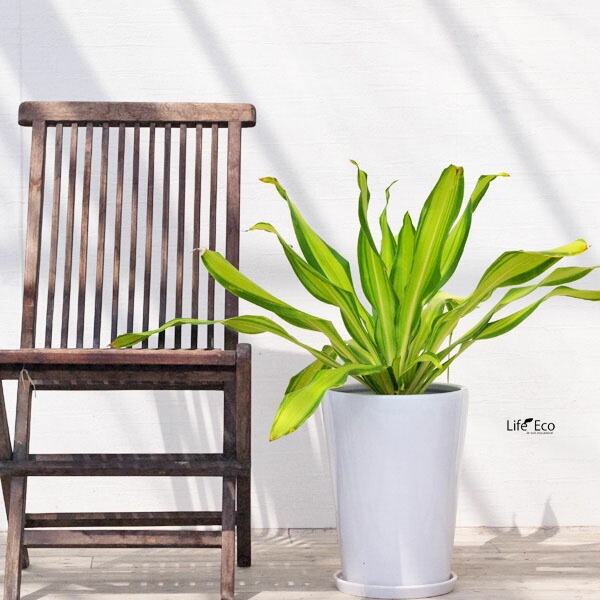 植木鉢 インテリアポット 大型 釉薬陶器製（艶有り・皿付き）SGラウンド ホワイト（白）φ27cm×H36cm（9号）【送料E】