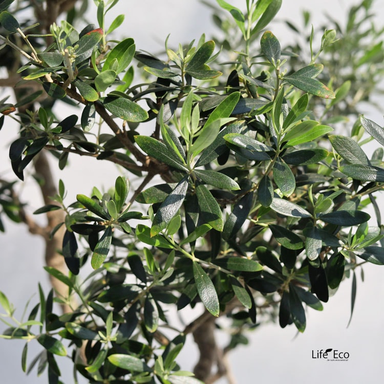 庭木・植木 大型 オリーブ / 9寸・W60cm×H150cm【送料J】