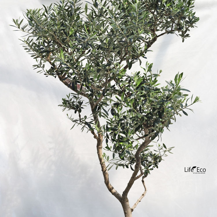 庭木・植木 大型 オリーブ / 9寸・W60cm×H150cm【送料J】