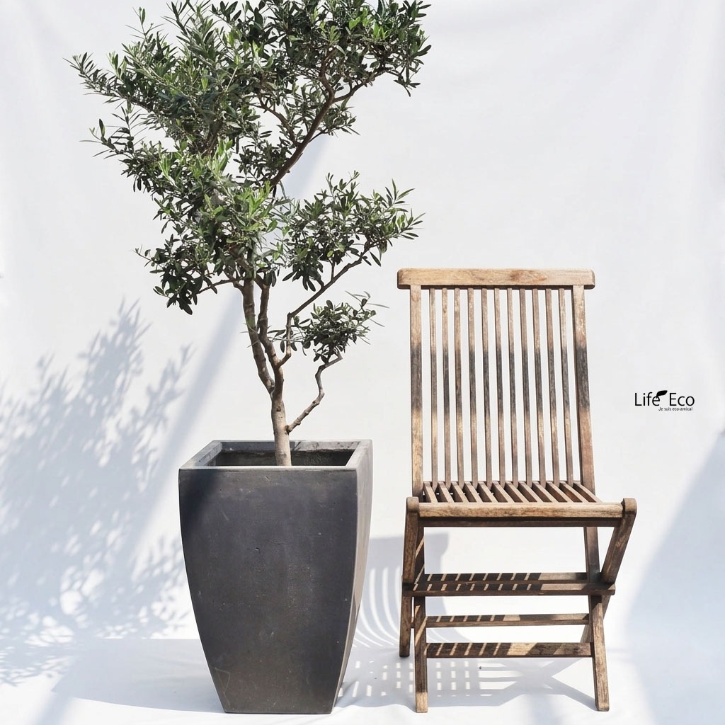 庭木・植木 大型 オリーブ / 9寸・W60cm×H150cm【送料J】