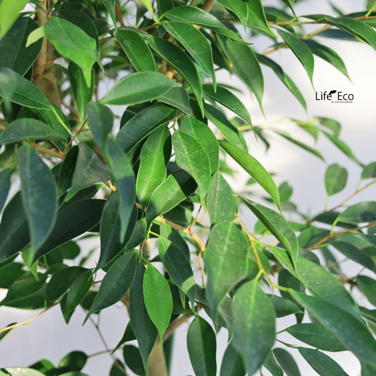 観葉植物 大型 フィカス・ベンジャミン・ヌダ / 10寸・約W100cm×H180cm【送料J】