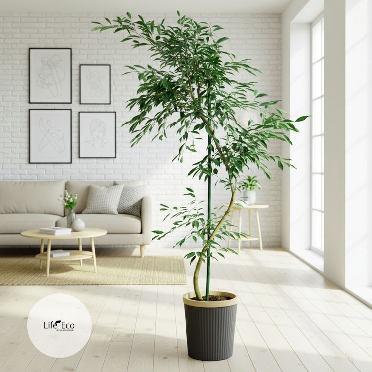 観葉植物 大型 フィカス・ベンジャミン・ヌダ / 10寸・約W100cm×H180cm【送料J】