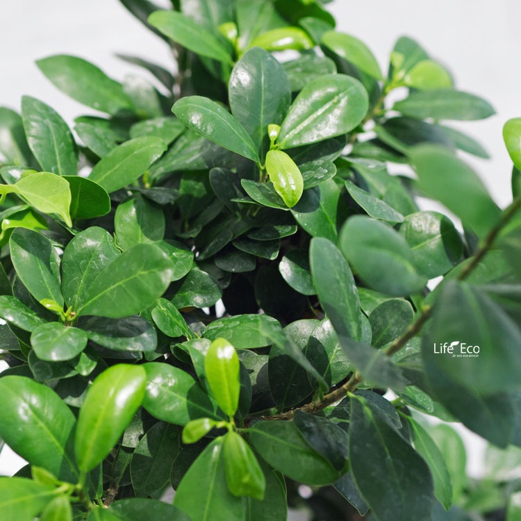 観葉植物ガジュマル（曲げ）和仕立 / 8寸・約W40cm×H85cm【送料F】