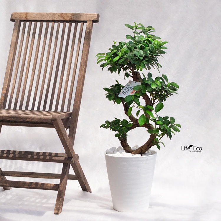 観葉植物ガジュマル（曲げ）和仕立 / 8寸・約W40cm×H85cm【送料F】