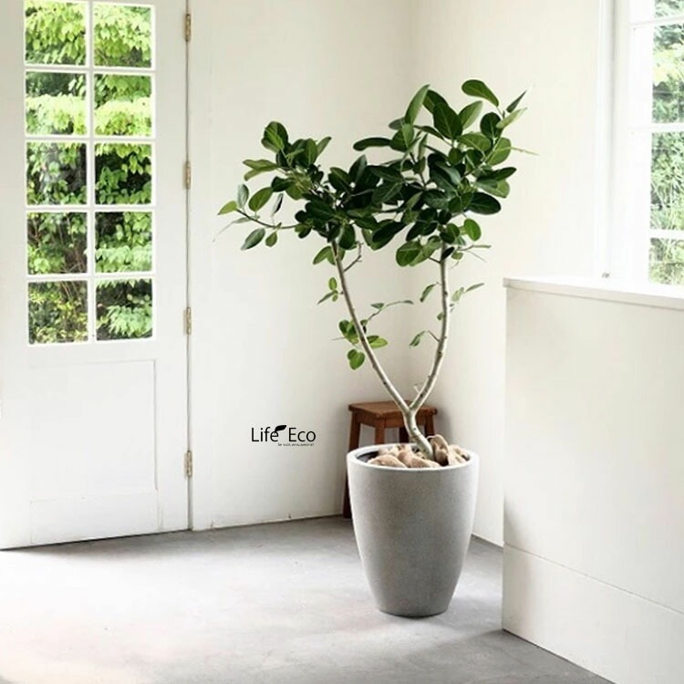 植木鉢 軽量ファイバーセメント製 スタウト アッシュミドル グレー 46cm（15号）【送料F】