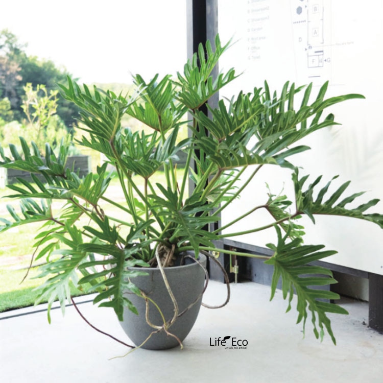 植木鉢 軽量ファイバーセメント製 スタウト アッシュラウンド グレー 50cm（17号）【送料F】