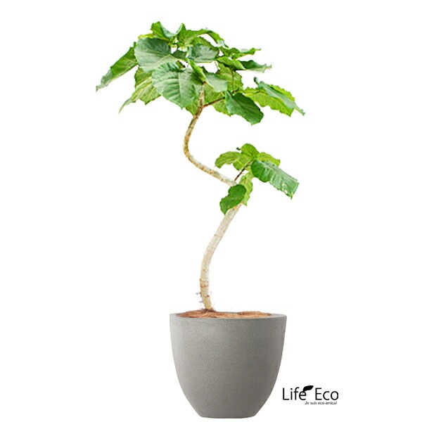 植木鉢 軽量ファイバーセメント製 スタウト アッシュラウンド グレー 50cm（17号）【送料F】