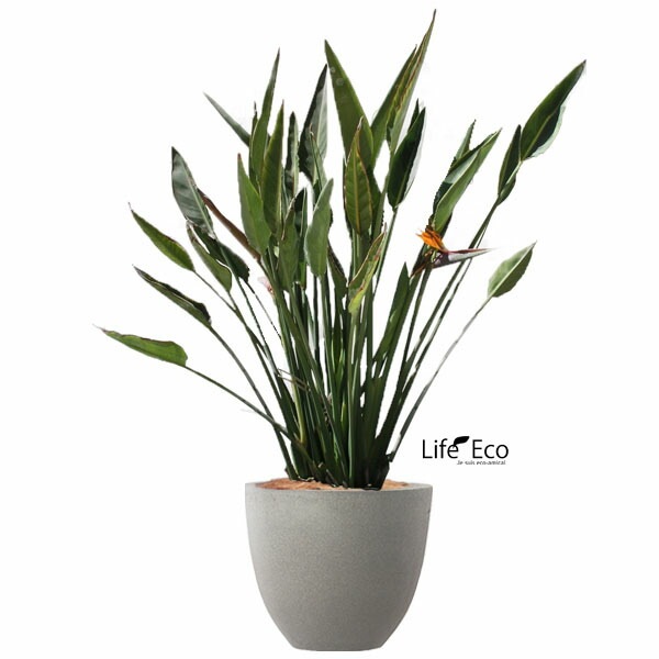 植木鉢 軽量ファイバーセメント製 スタウト アッシュラウンド グレー 50cm（17号）【送料F】