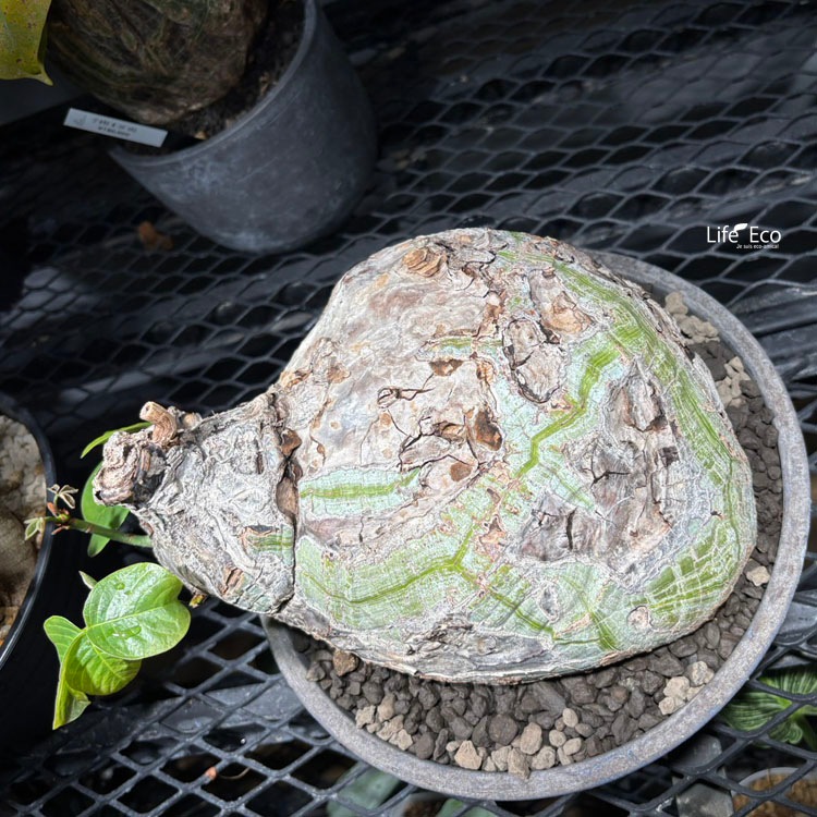 塊根植物【一点物】プセウドボンバックス（シェービングブラシツリー） / 幹幅約24cm×高さ約21cm【送料無料】