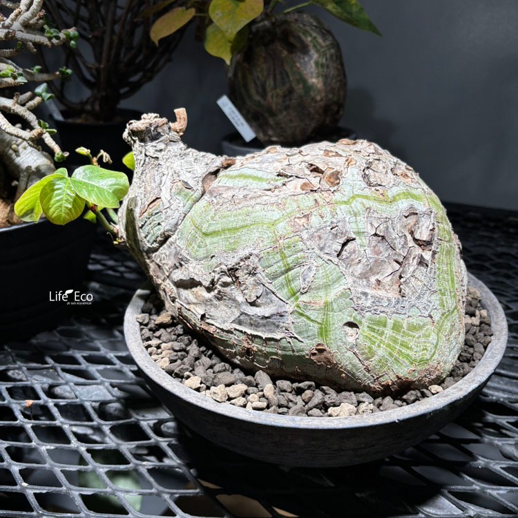 塊根植物【一点物】プセウドボンバックス（シェービングブラシツリー） / 幹幅約24cm×高さ約21cm【送料無料】