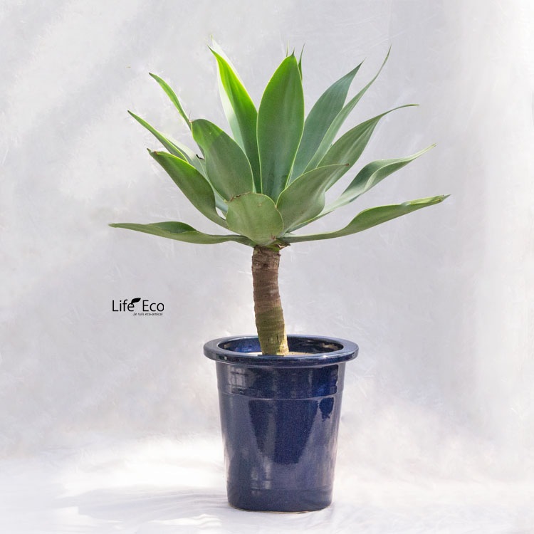 植木鉢 信楽焼 生子（ナマコ）ケンガイ φ25cm×H27cm（8号）【2個入】【送料E】