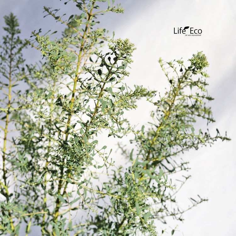 庭木・植木 ユーカリ・グニーフランスブルーレンガン / 6寸・約W35cm×H70cm【送料E】
